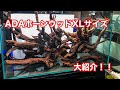 Introducing the XL size of ADA Hornwood! - YouTube