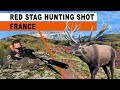 Chasse au cerf  deer hunting  france 2024