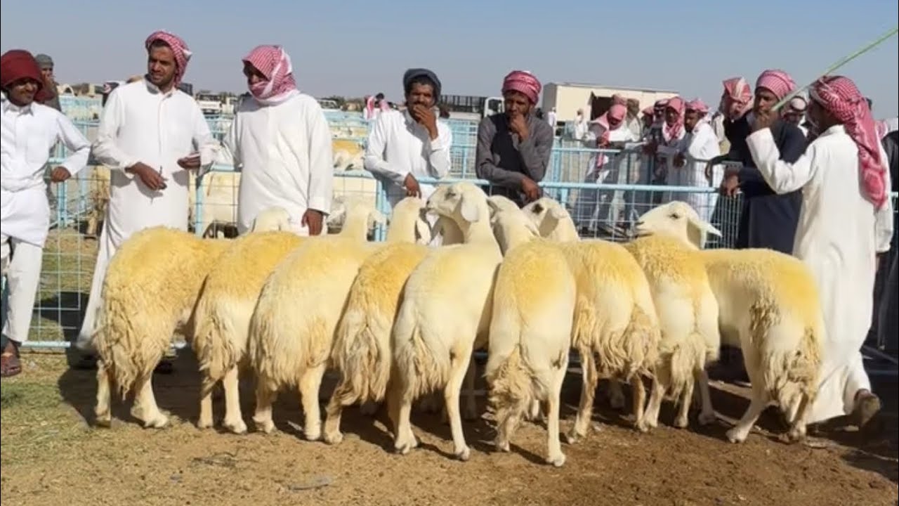 الحراج على غنم صنف بسوق ابو سنين للمقاني شمال الطائف الثلاثاء ١٤٤٥/٥/٢١ هـ