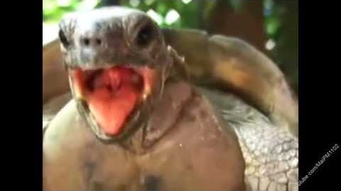 try not to laugh TURTLES
