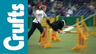 Crufts Agility Funny Clips