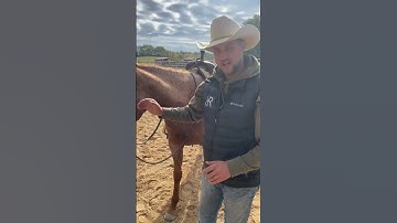 Tips for how a snaffle should fit. #ryanrose #rosehorsemanship #horsemanship #horse #horses