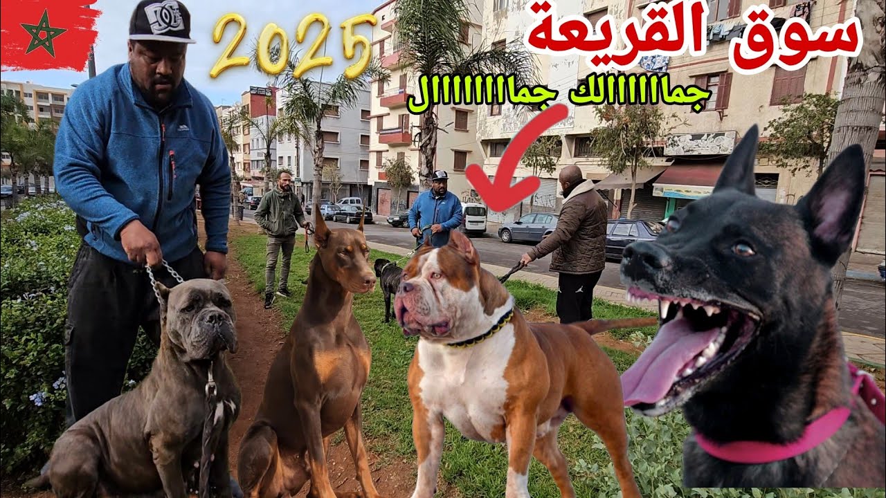 مباشرة 😱وحصريا من قلب♥ سوق القريعة🏆 بالدار البيضاء 🇲🇦🇲🇦 يوم السبت 22/2/2025مع احد باعة 💥عبد العظيم 💥