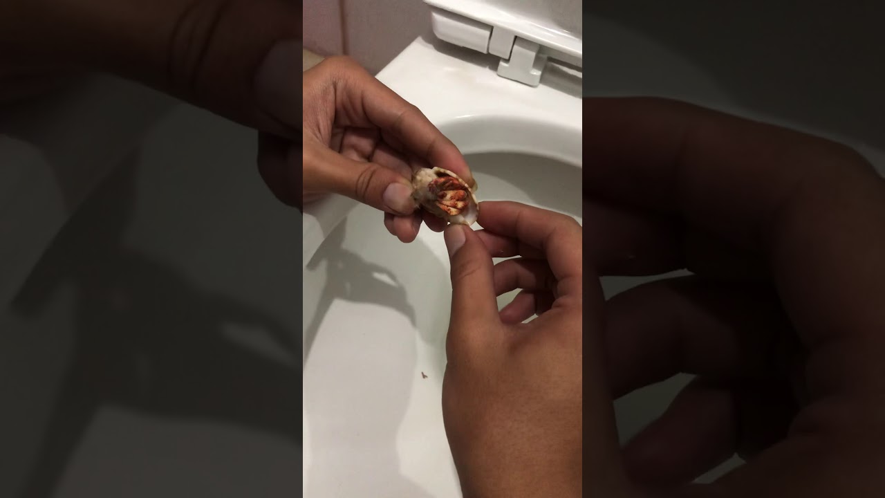 hermit crab eating lizard, satisfying YouTube