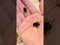 Meet The Black Ironclad Beetle &amp; The Hairy Robot Beetle.  #buglover #beetles