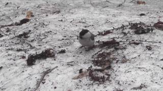 野鳥:コガラ 20100509(TM70)