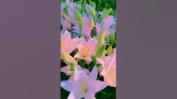 #تلاوة_مميزة #تلاوات_خاشعة #القرآن_الكريم #قرآن_كريم #راحة_نفسية #يارب