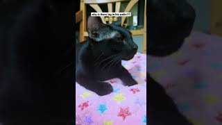 Cat Meows mid-Yawn #funny #cat #shorts