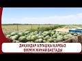 Диқандар алғашқы қарбыз өнімін жинай бастады