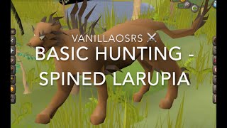 OSRS Spined Larupia - Beginner Hunter Guide