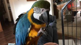Charley the parrot (blue & gold macaw) talking and eating an almond.
