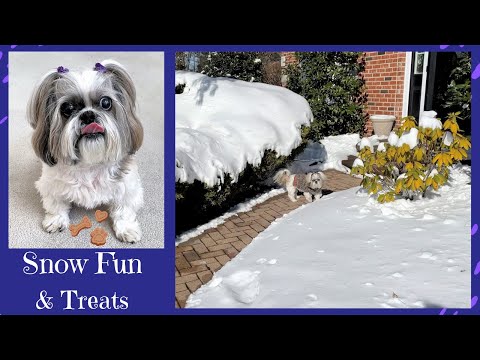 Does Lacey still play with toys? 🤔❤😉  Cute 14 year old Shih Tzu dog 🐾 