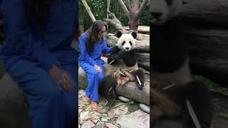 Abraçando um Panda em Chengdu