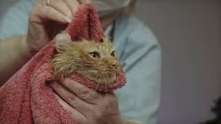 Cutie Animals - Cute Cat Videos Compilation #2