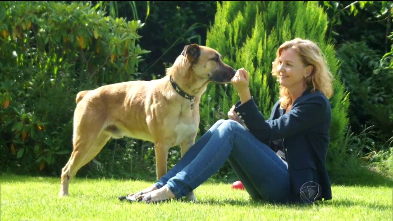 Conheça a linda história entre uma aeromoça e um cão vira-lata de Buenos Aires