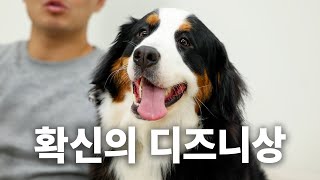 귀여워서 쌍코피 터집니다 (*편집자 3번 터짐) | 견종백과 버니즈 마운틴 독편 image