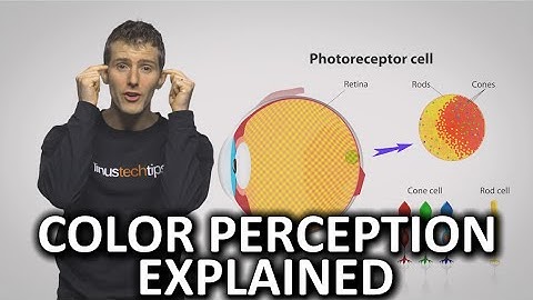 Why Do People See Colors Differently?