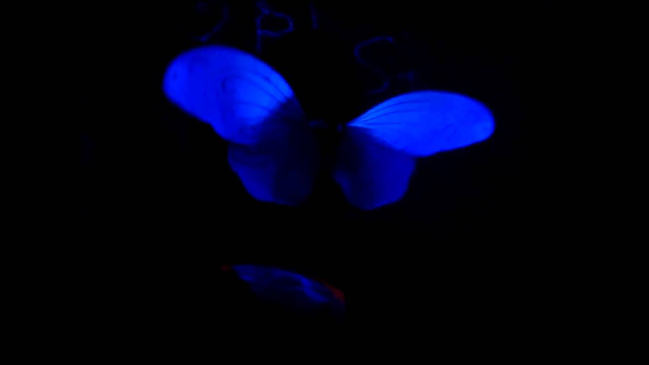 Ken Hayakawa - Wien bei Nacht (blacklightdance)