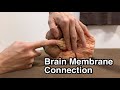 Membrane connection from brain to peripheral nerve