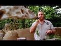 'Zookeeper' Trailer 2 HD Видео 'Zookeeper' Trailer 2 HD Видео