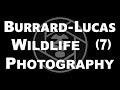 Burrard Lucas (7) Will british photographer beetlecam camera traps wildlife animals africa