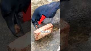 O Corvo Mais Inteligente Que Existe