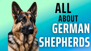 ALL ABOUT GERMAN SHEPHERDS by PetMastery 265 views 5 months ago 5 minutes, 7 seconds