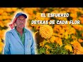 ¿FUE BUENA LA PRODUCCIÓN DE FLOR DE CEMPASÚCHIL? | RÍO GRANDE, Michoacán.