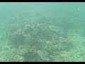 Low Isles - GBR