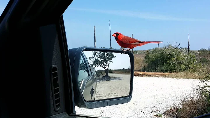 Red Bird defends against self.