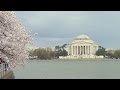 Cherry Blossom Festival at the Tidal Basin, Washington DC - Episode 226