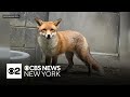 Stowaway fox given clean bill of health at Bronx Zoo