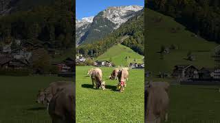 @SwissandGo 🇨🇭Subscribe 👍Swiss Alps Cow🐮#switzerland #cow#nature#mountains #amazing #shorts