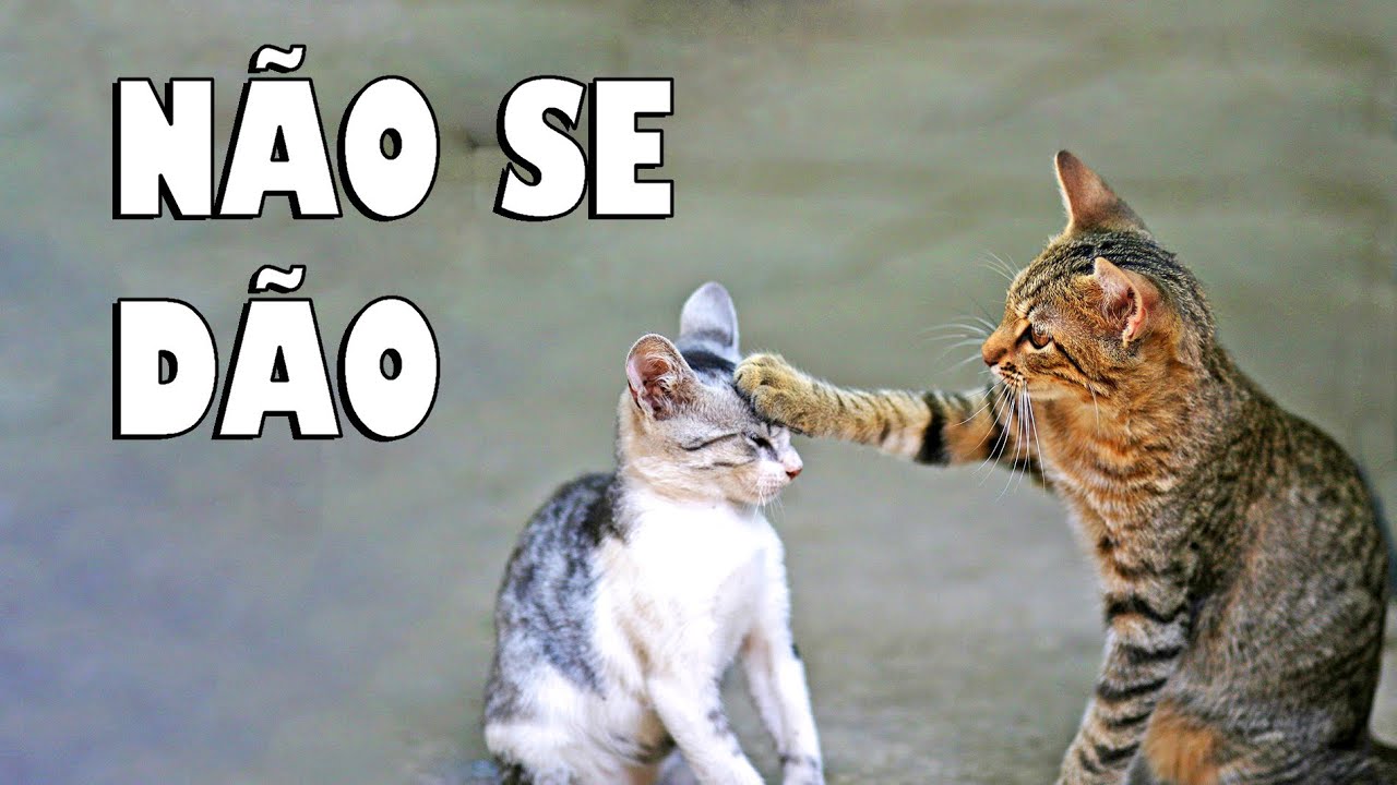 esse gato PRECISA ser PARADO (BABIDI é GÊMEO do FLOPPA?) 