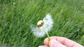 blowing on a dandelion (slow motion)