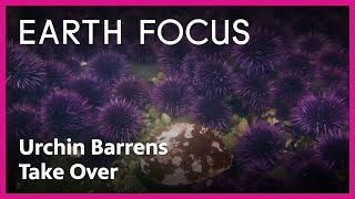 How Purple Sea Urchins are Taking Over California's Coastal Waters | Earth Focus