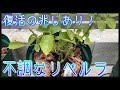 【不調な薔薇】リベルラ