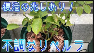 【不調な薔薇】リベルラ