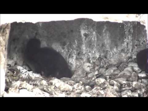 African Penguin Chicks