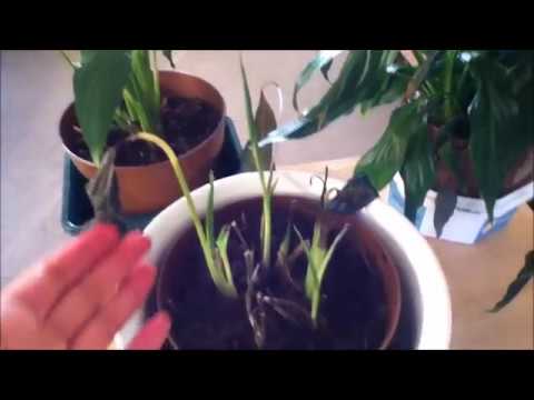 Video: Zašto Lišće Spathiphylluma Pocrni? Zašto Cvijet 