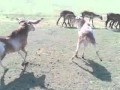 Baby Goat Fight Cute And Funny