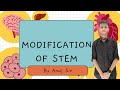 🌿 Modification of Stem | Class 11 NEET Biology | By Anuj Sir 🔬📘#ModificationOfStem #Class11Biology