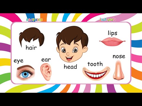 Learn Face Parts Name for Kids | Fun English Lesson for Preschool & Kindergarten