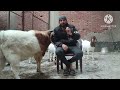 تربيه الماعز الاصلي وفوائد الشعير للماعز