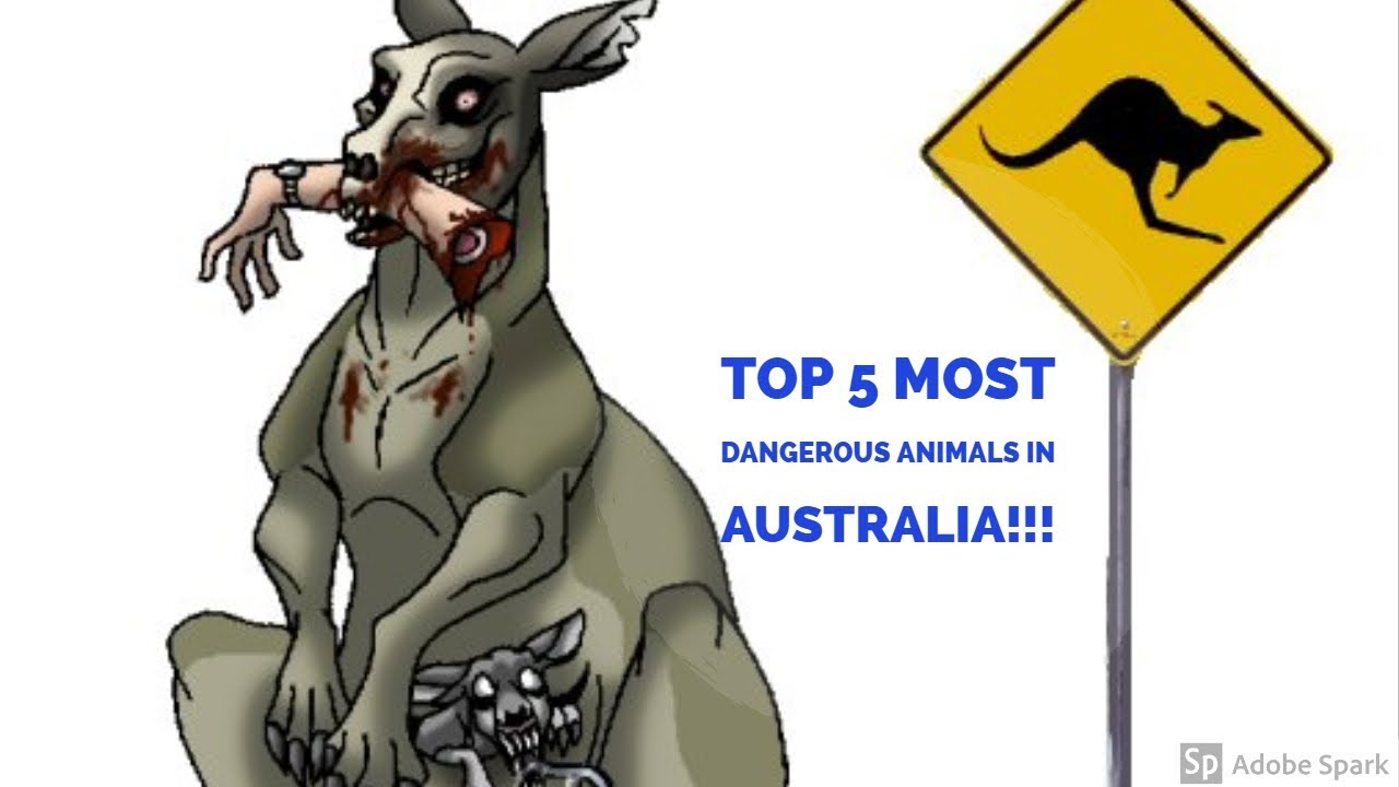 TOP 5 MOST DANGEROUS ANIMALS IN AUSTRALIA YouTube TOP 5 MOST DANGEROUS ANIMALS IN AUSTRALIA YouTube