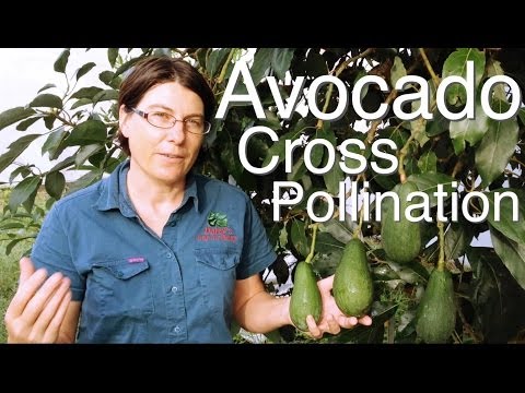 Vídeo: Avocado Cross Polination - Faça a polinização cruzada das árvores de abacate