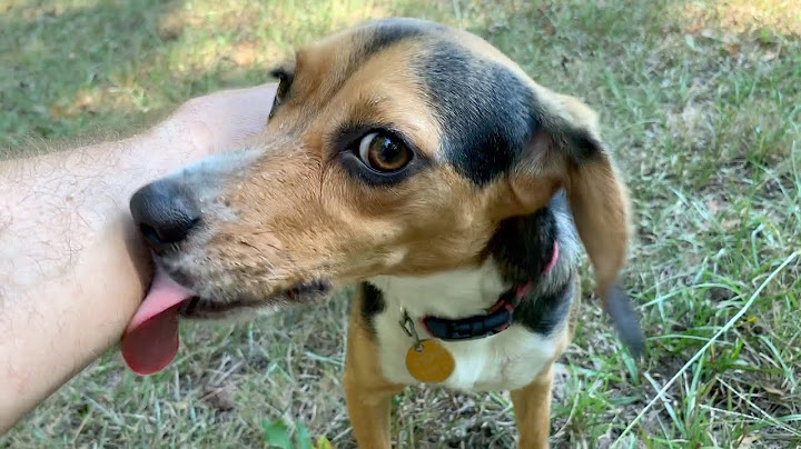 What on Earth Happened to This Dog?