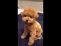 なんでいつもぼくを置いてくの？#Shorts #dog #poodle #vlog #pet #toypoodle #トイプードル #ティーカッププードル #犬