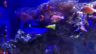 Nature Namaste | Clownfish