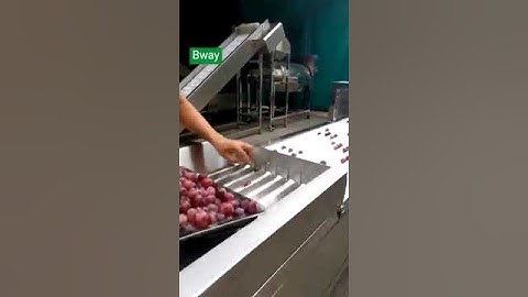 Commercial grape half cutting machine strawberry slicer for freeze fried